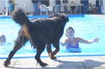 Honden zwemmen (2)